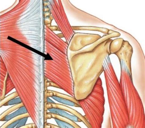 Weak Rhomboids Rounded Shoulders Neck Stress Clearview Chiropractic