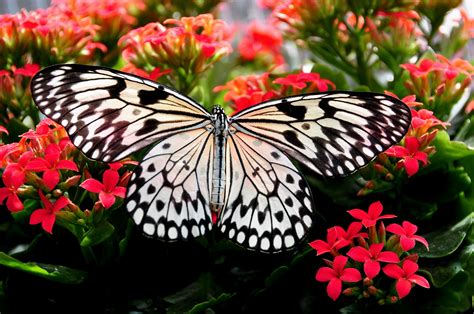 Download butterfly flowers images and photos. 300+ Beautiful Butterfly Pictures · Pexels · Free Stock Photos
