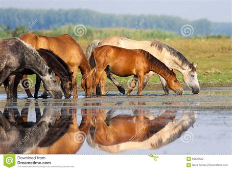 Herd Of Horses Is Drinking Water On Meadow Stock Photo Image Of Water