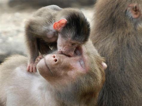 Mothers And Babies Mindful Splatter