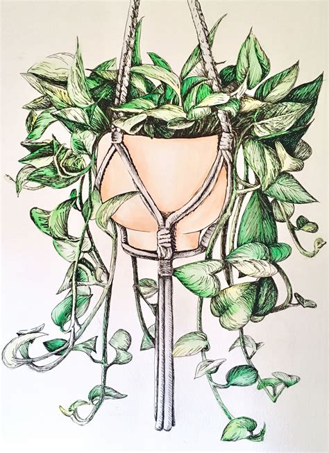 Pothos Water Color And Ink Hanging Plant Floral Illustration Drawing