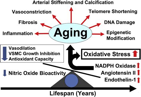Accelerated Vascular Aging As A Paradigm For Hypertensive Vascular