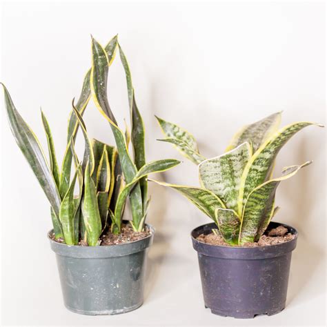 There are thousands of varieties, which makes identifying succulents a challenge. Snake Plant - Dutch Growers