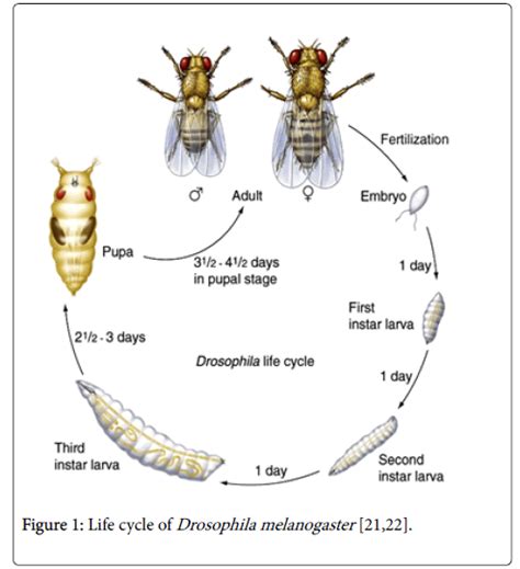 Drosophila Life Cycle Timeline Yuki Dobson