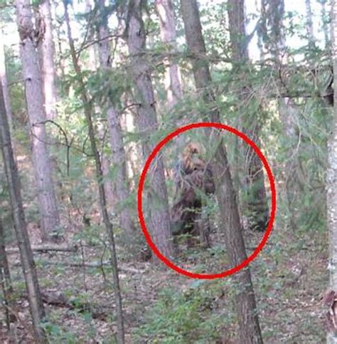 Real Yeti Sightings Bigfoot Photo