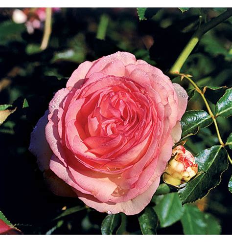 Rosa Kletterrose Eden Rose Kletterrose Gartenpflanzen Daepp