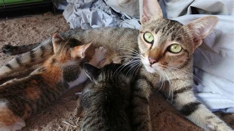Funny cats on gifs the cat kind of laughs and hits the table with his paw the kitten asks for food. Mom cat feeding Cat Mom Nursing Their Adorable Kittens ...