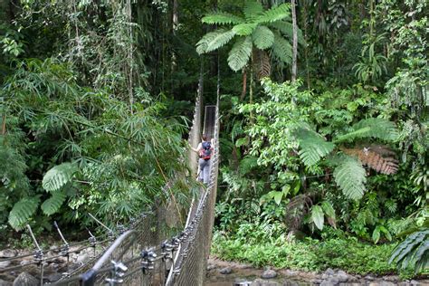 Half Day Hike In The Caribbean Rainforest In Martinique 12 Day Trip Certified Guide