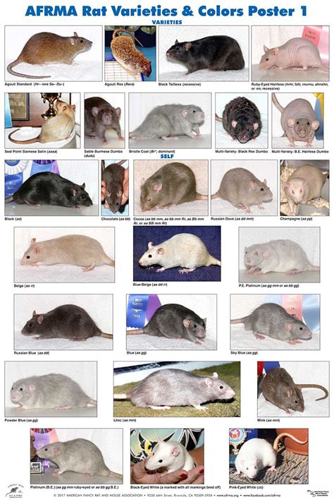 Afrma Rat Varieties And Colors Posters 2019 Pet Rats Pet Rodents