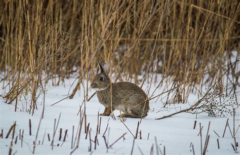 Wild Rabbit In The Snow Photograph By Stephen Jenkins Fine Art America