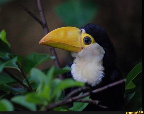 Toucans Memes Best Collection Of Funny Toucans Pictures On Ifunny