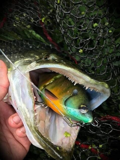 Best Pike Lures Of 2022 Strike And Catch