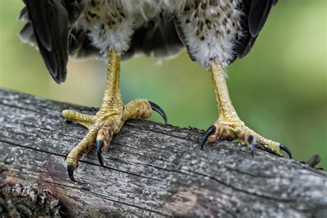 Broad Winged Hawk Talons By Raymond Lee 500px