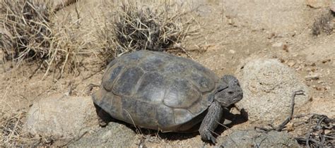 The Desert Tortoise Of Joshua Tree A Threatened Species Coachella