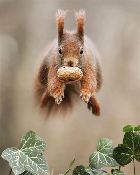 Wildlife Photographer Captures Natures Magical Little Moments