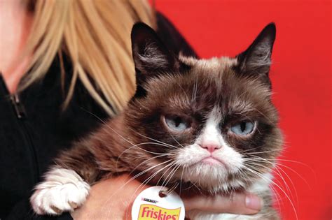 Grumpy Cat Counts Down To The New Year With Top Pet Peeves Hawaii