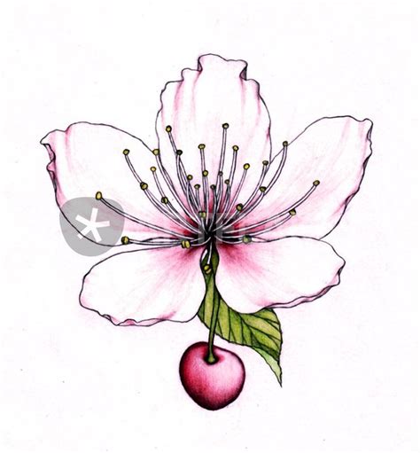 Cherry Blossom Pencil Drawing At Getdrawings Free Download