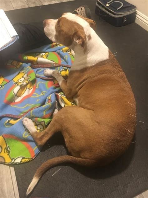 Pet insurance quotes, a pet insurance agency claiming to be the only licensed independent pet insurance provider in the u.s., says the pet owners residing in new york pay higher veterinary costs than those who live in kansas. Here's How Much Pet Insurance Costs -- And What It Really Does | HuffPost Canada Money