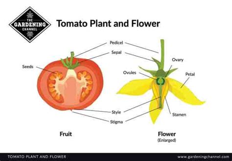 how‌ ‌to‌ ‌hand‌ ‌pollinate‌ ‌your‌ ‌tomato‌ ‌flowers‌