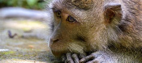 Check spelling or type a new query. Bali Animals: How to Find Ethical Tourism Experiences | Claire's Footsteps