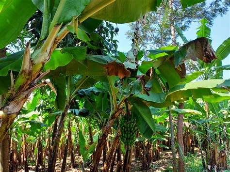 Sustainable Livelihoods Through Improved Banana Production In Meru