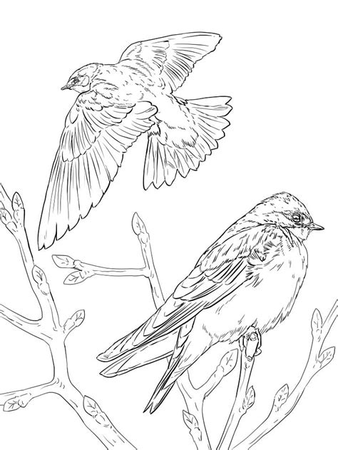 Realistic Barn Swallow Coloring Page Free Printable Coloring Pages