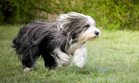 Bearded Collie Breed Characteristics Care And Photos Bechewy