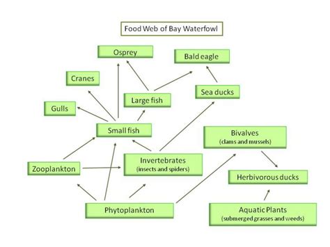 Food Chains Food Webs And Energy Pyramids Teks Guide