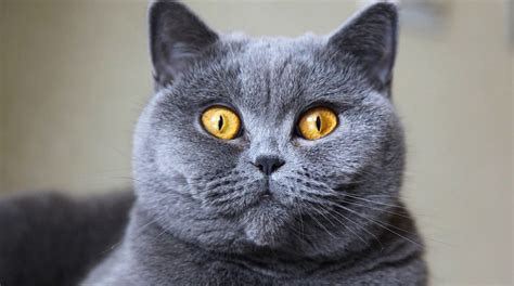 5 Things To Know About British Shorthairs Petful