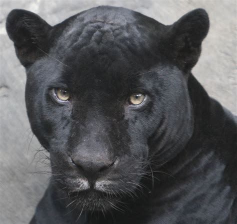 On Black Close Up Of The Black Jaguar By Kjdrill Large
