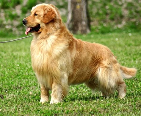Ogni anno la fabbrica di scarafaggi più grande del mondo alleva un numero di bacarozzi adulti di poco inferiore al totale degli esseri umani al mondo (7,5. DGO - - Maschi - Allevamento Golden Retriever "Delle ...