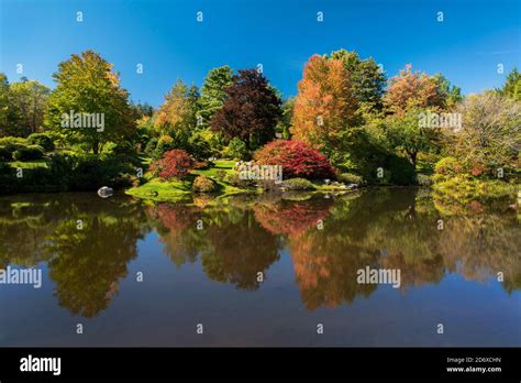 Autumn Foliage In Asticou Azalea Garden Northeast Harbor Mount Desert