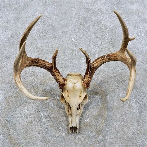 Whitetail Deer Skull European Taxidermy Mount For Sale Elk Skull