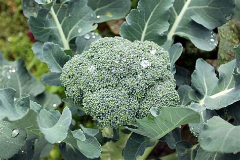 35 Brilliant Broccoli Facts