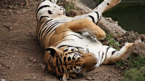 Online Crop Photograph Of Tiger Lying Down Hd Wallpaper Wallpaper Flare