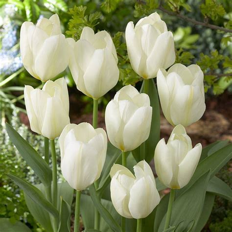 Bloomsz Tulip White Emperor Flower Bulb 10 Pack 07664 The Home Depot