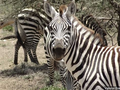We did not find results for: Maps Of Where Zebras Live : Map And Track Biomes And Animals : There are three extant species ...