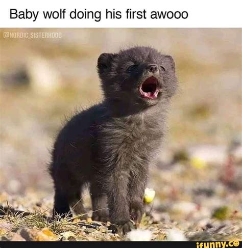 Baby Wolf Doing His First Awooo Ifunny