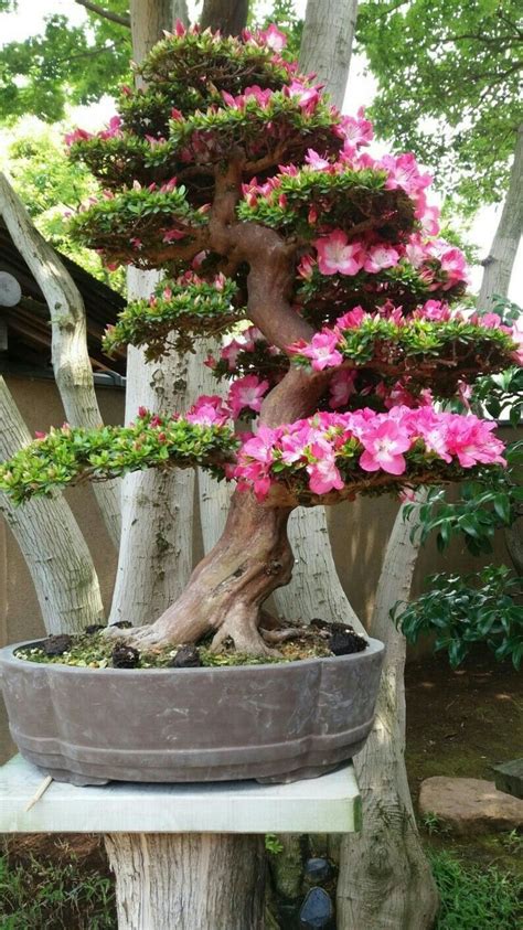 Exuberante espécie asiática que vem fazendo sucesso no brasil. Aprenda a cultivar ROSA do DESERTO/CLIQUE NA IMAGEM E ...