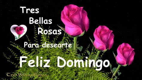 Te Deseo Feliz Domingo Con Mucho Amor Y Tres Bellas Rosas Para Ti 💝🌹🌹🌹