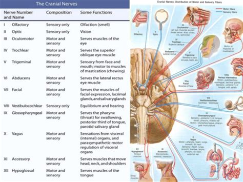 l7 part 1 cranial nerves flashcards quizlet