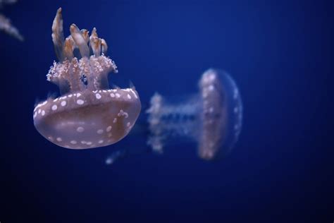 Baby Jellyfish Flickr Photo Sharing