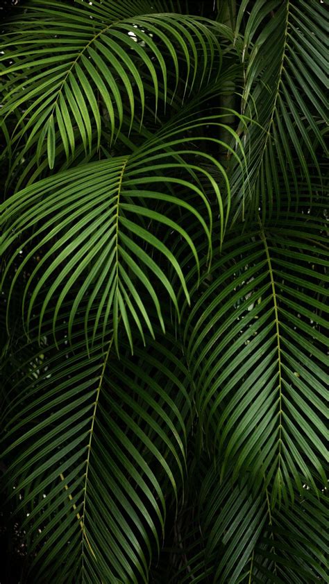 Jungle Iphone Wallpapers Top Free Jungle Iphone Backgrounds