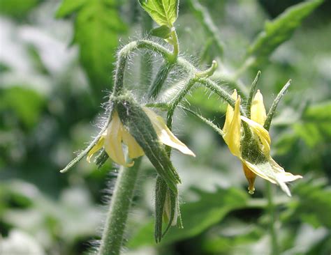 Another Tomato Flowers Photo Nature Photo Gallery