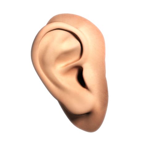 Ear Png Transparent Images Png All