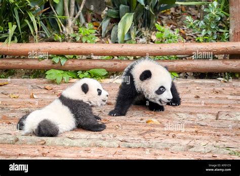 Picture Of Two Cute Giant Pandas Stock Photo Alamy
