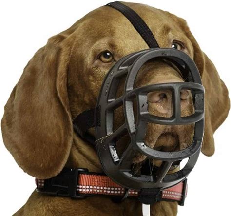 5 Best Dog Muzzles Uk Safest And Most Comfortable Recommendations