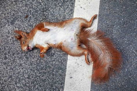 Is It Illegal To Shoot Squirrels In Your Backyard 5 Ways To Kill Squirrels