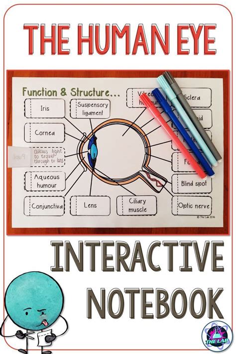 The Human Eye Human Eye Interactive Notebooks Eye Anatomy