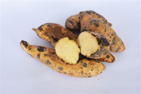 Sweet Potato Cilembu Ubi Cilembu Kultivar Stock Photo Image Of Food